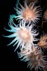 Anémones coralliennes fouettées — Photo de stock