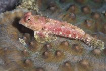Dragonet in North Sulawesi — Stock Photo