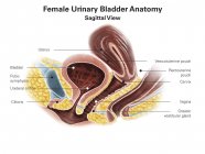 Vejiga urinaria femenina - foto de stock