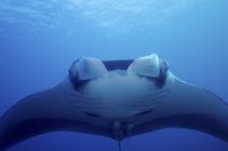 Oceanic manta ray — Stock Photo