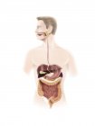 Sistema digestivo humano - foto de stock