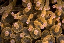 Пузир tip anemone Комодо Національний парк — стокове фото
