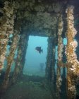 Atlantic Spadefish nuotare in relitto affondato — Foto stock