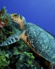 Alimentazione falco sbocco tartaruga marina — Foto stock