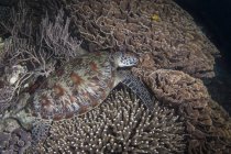 Tortue marine dans le parc national de Komodo — Photo de stock