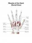 Illustration des muscles de la main — Photo de stock