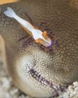 Імператорські креветки на морському огірку — стокове фото