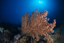 Мягкие кораллы на рифе в Комодо — стоковое фото
