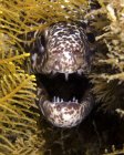 Angry spotted moray eel — Stock Photo