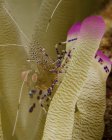 Crevettes nettoyant sur anémone rose pointe — Photo de stock