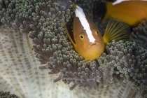 Pesce pagliaccio puzzola arancione — Foto stock