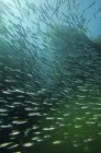 Gregge di sardine del Pacifico nella foresta di alghe — Foto stock