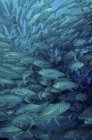 Стадо вареных рыб — стоковое фото