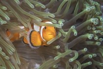 Falso pesce pagliaccio nel Nord Sulawesi — Foto stock