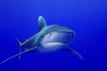 Tiburón oceánico de punta blanca - foto de stock