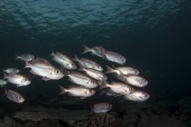 Soldierfish floating flock — Stock Photo