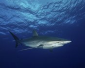 Silky shark with embedded hook and line — Stock Photo