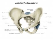 Vista anteriore del bacino umano — Foto stock