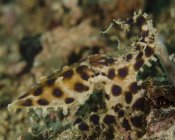 Blue-ringed octopus in Lembeh Strait — Stock Photo