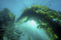 Sunburst attraverso alghe giganti e gregge di pesci — Foto stock