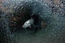 Silberfische weichen Beute aus — Stockfoto