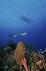 Барракуда плавает возле кораллового рифа — стоковое фото