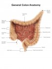 Общая анатомия толстой кишки — стоковое фото