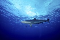 Schwimmender Seidenhai — Stockfoto
