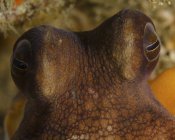Глаза обыкновенного осьминога — стоковое фото