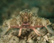 Nahaufnahme von Fledermäusen auf dem Meeresboden — Stockfoto