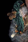 Nembrotha kubaryana nudibranch — Stock Photo
