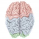 Cerebro humano con lóbulos de colores - foto de stock