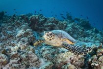 Carey tortuga marina en el fondo del mar - foto de stock