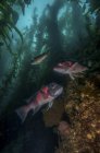 Sheepheads in kelp forest — Stock Photo
