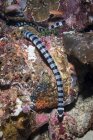 Serpente di mare nel Parco Nazionale di Komodo — Foto stock