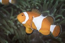 False clownfish in North Sulawesi — Stock Photo