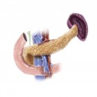 Анатомія підшлункової залози людини — стокове фото