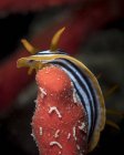 Chromodoris quadricolor в Красном море — стоковое фото