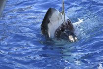 Weißer Hai greift Thunfisch an — Stockfoto