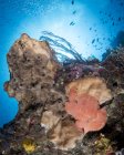 Escena de arrecife con rana - foto de stock
