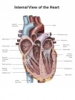 Coração humano com rótulos — Fotografia de Stock