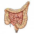 Anatomia generale del colon — Foto stock