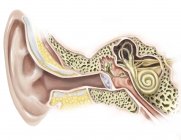 Canal auditivo de orelha humana — Fotografia de Stock