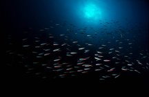 Rebanho de peixes no mar de Banda — Fotografia de Stock