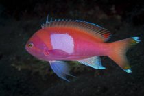 Squarespot anthias fish — Stock Photo