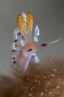 Flabellina exoptata Nudibrânquios — Fotografia de Stock