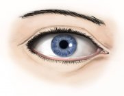 Анатомия человеческого глаза — стоковое фото