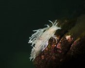 Nudibranquio dentronotid de Dall - foto de stock
