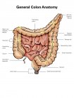 Общая анатомия толстой кишки — стоковое фото