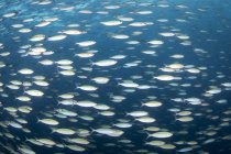 Flock of fish in Truk Lagoon — Stock Photo